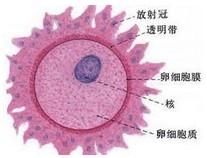 卵泡发育不好怎么办